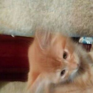 Meet your Posher, Melanie